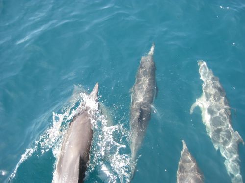 Delfinai, Vandenynas, Mėlynas, Ramiojo Vandenyno Regionas, Buteliukas