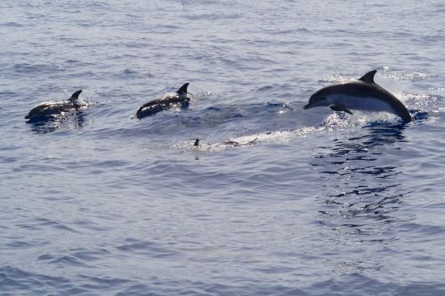Delfinai, Meeresbewohner, Jūrų Žinduoliai, Delphinidae, Šokinėti, Pinball