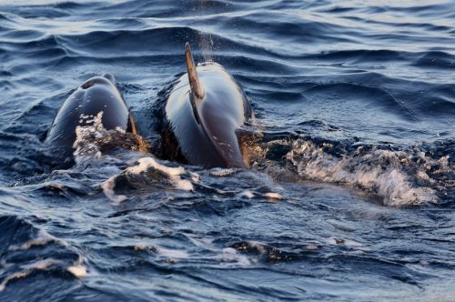 Delfinai Poravimosi Metu, Vandens Įpylimo Delfinas, Jūra