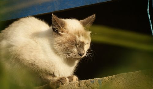 Naminis Katinas, Kačių, Gyvūnas, Kolumbija