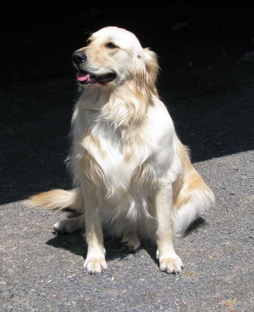 Vidaus Šuo, Canis Familiaris, Auksaspalvis Retriveris, Moneymore, Ontarijas, Kanada