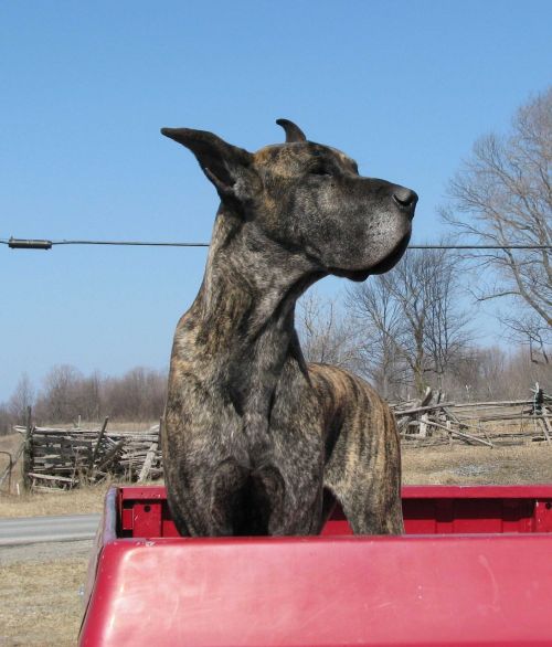 Vidaus Šuo, Canis Familiaris, Puikus Dane, Tamworth, Ontarijas, Kanada