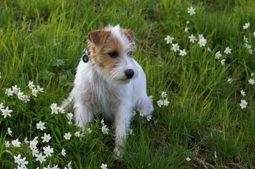 Vidaus Šuo, Pavasaris, Šuo, Šuo Išvaizdą, Mišrios Veislės Šuo, Naminių Gyvūnėlių Gėlės