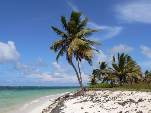Dominikos Respublika, Punta Cana, Papludimys, Kokoso, Jūra, Šventė, Rojus, Karibai
