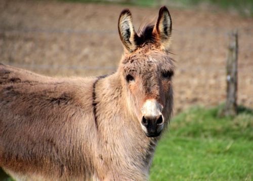 Asilas, Vidaus Asilas, Equus Asinus Asinus, Gyvūnas, Stovėti, Ruda, Paskutinis Gyvūnas, Perisodactyla, Įdomu, Ant Ganyklos, Gamta