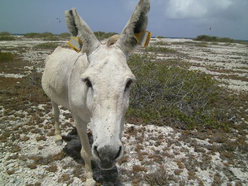 Asilas, Asilas, Bonaire, Gyvūnas, Juokinga, Kaimas, Laukiniai, Mule