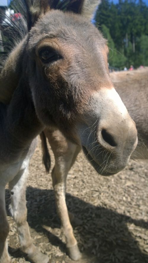 Asilas, Gyvūnas, Zoologijos Sodas, Petting Zoologijos Sode, Vokietija, Gaubtas, Galva, Nosis, Uždaryti, Makro, Laukinės Gamtos Fotografija, Datailaufnahme