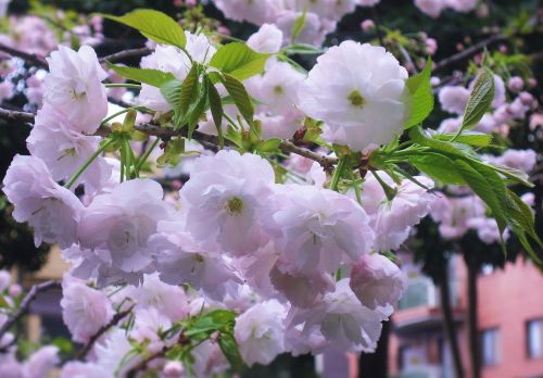 Dvigubos Vyšnios Žiedai, Gėlės, Šviesiai Rožinės Spalvos Lapai, Žalias, Tokyo, Takanawa, Japonija