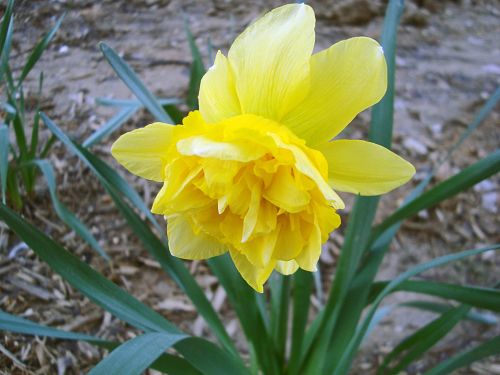 Narcizai,  Gėlės,  Geltona,  Dvigubas Geltonas Narcizas