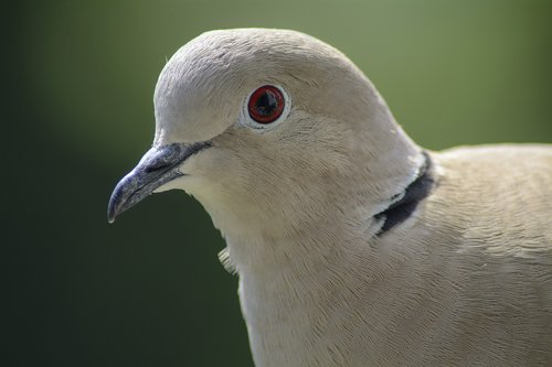 Dove,  Pritvirtinti,  Portretas,  Paukštis,  Gamta