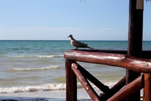 Dove Dove,  Holbox Sala,  Quintana Roo,  Meksika,  Papludimys