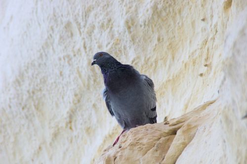 Balandis,  Kalkakmenis,  Ledge,  Rosch & Nbsp,  Hanikra,  Izraelis,  Uolos,  Paukštis,  Plunksna,  Ešeriai,  Pilka,  Taika,  Aukštas,  Plunksnos,  Sugadintas,  Vėjas,  Balandis Ant Klinčių Kalno