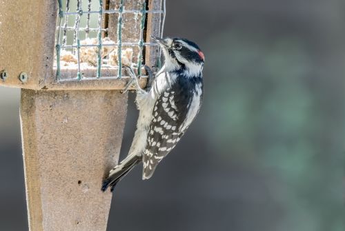 Picoides & Nbsp,  Pubescens,  Dzenis,  Mažas & Nbsp,  Ginstis,  Paukštis,  Tiektuvas,  Valgymas,  Smailas Gurmanis