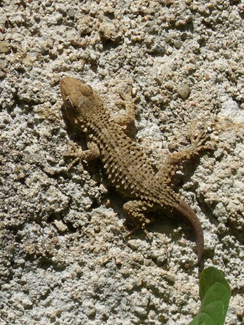 Drakonas, Gecko, Driežas, Tekstūra