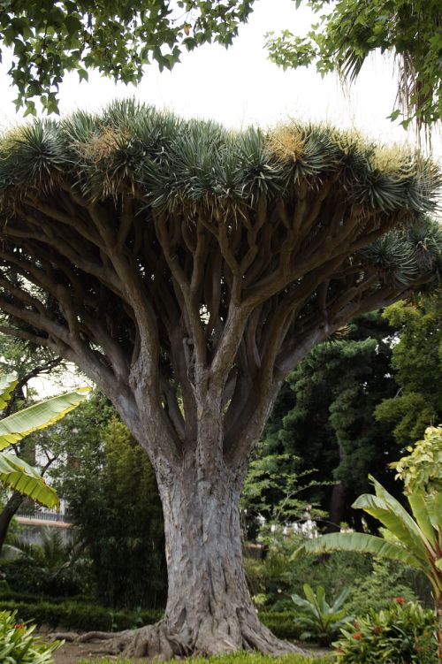 Drakonas Medis, Medis, Tenerifė, Kanarų Salos Drakonas Medis, Dracena Draco, Dracena, Gentis, Kanarų Salos, El Drago, Augalas