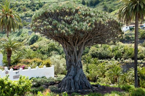 Drakonas Medis, Medis, Kanarų Salos Drakonas Medis, Dracena Draco, Tenerifė, Gamta, Vulkanas, Pico Del Teide