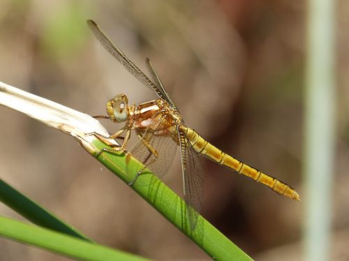 Lazda, Auksinė Lazda, Simpetrum Fonscolombii, Junco, Vandens Aplinka, Pelkė, Grožis