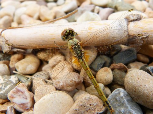 Lazda, Geltona Lazdele, Nendrės, Libellulidae, Libelulido, Odonata, Simpetrum, Geltona