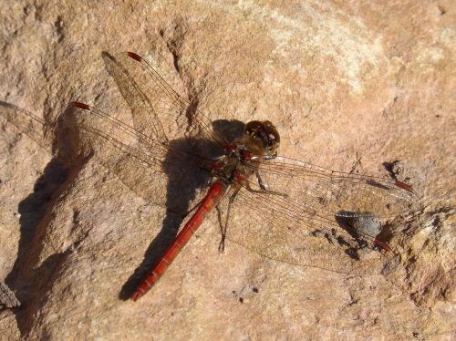 Lazda, Raudona Lazda, Rokas, Sparnuotas Vabzdys, Simpetrum Striolatum