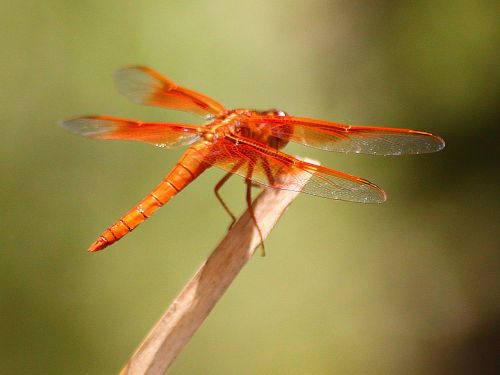 Lazda, Damselfly, Vabzdys, Gamta