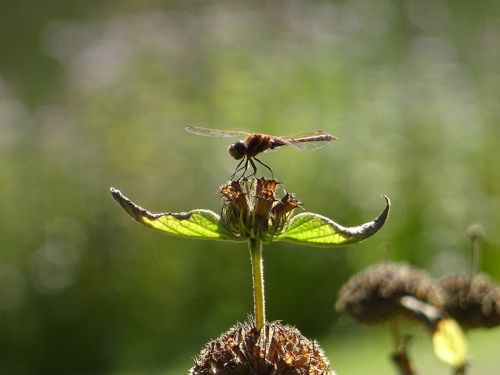 Lazda, Augalas, Gamta, Gyvūnas, Sparnas, Žalias, Vabzdys, Fauna, Flora, Padaras, Makro, Gėlė, Pavasaris, Gėlės