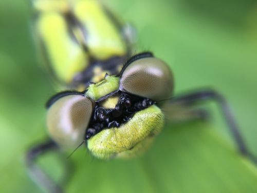 Lazda, Drakonas, Makro, Laukinė Gamta, Vabzdys, Klaida, Gamta, Vasara, Žalias, Damselfly, Akis, Sodas, Laukiniai