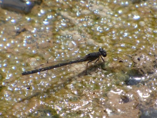 Lazda, Damselfly, Juoda Lazdele, Pelkė, Dumbliai, Simpecma Fusca