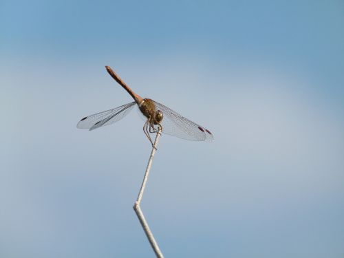 Lazda, Stiebas, Dangus, Geltona Lazdele, Simpetrum Sinaiticum, Sparnuotas Vabzdys