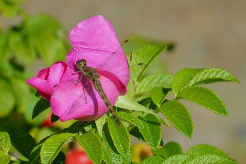 Dragonfly,  Pobūdį,  Lapų,  Gėlė,  Augalas
