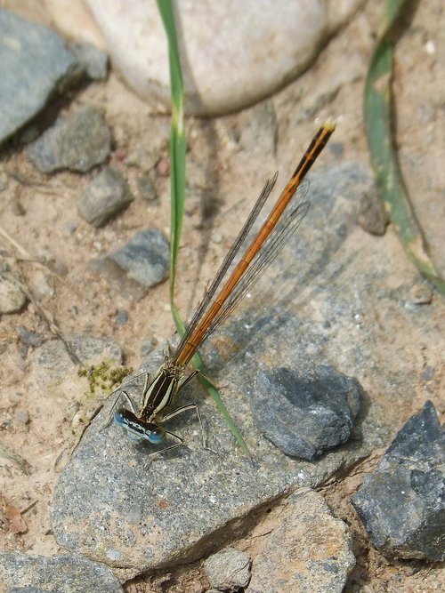 Dragonfly,  Damselfly,  Tikrosios Strėliukės,  Platycnemis Acutipennis