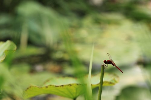 Dragonfly,  Lotoso Lapų,  Tvenkinys,  Gamta