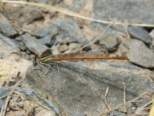 Dragonfly,  Damselfly,  Tikrosios Strėliukės,  Platycnemis Acutipennis