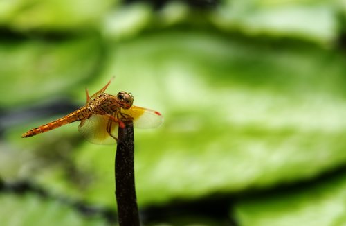 Dragonfly,  Parkas,  Natūralus