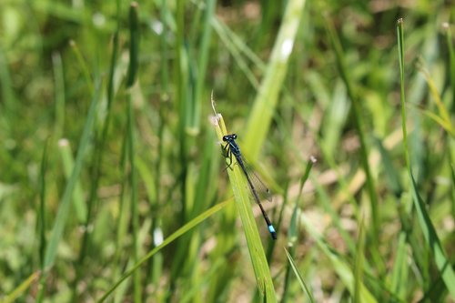 Dragonfly,  Žolė,  Ašmenys Žolės,  Vasara