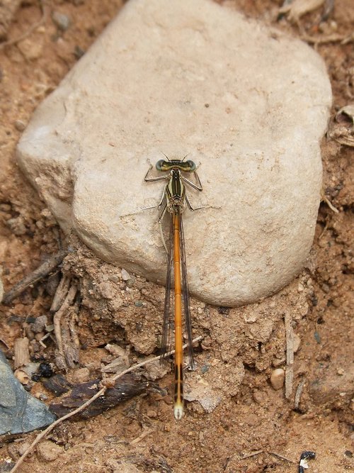 Dragonfly,  Damselfly,  Platycnemis Acutipennis