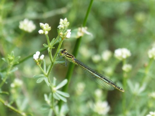 Dragonfly,  Damselfly,  Ischnura Pumilio,  Llantió Mažas