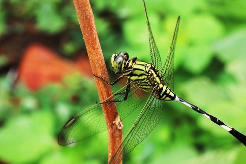 Dragonfly,  Vabzdžiai Lapai,  Žalias,  Žiogas,  Ramybės