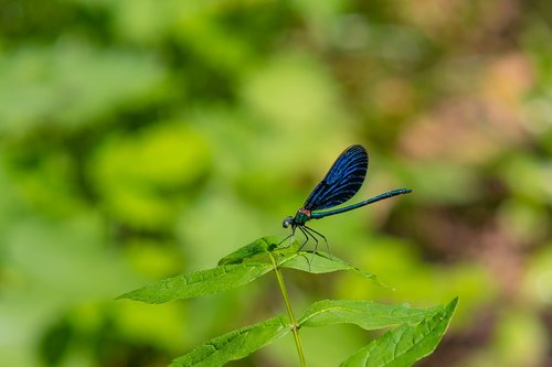 Dragonfly,  Mėlynsparnė Demoiselle,  Skrydžių Vabzdžių,  Mėlynas