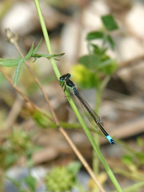 Dragonfly,  Damselfly,  Ischnura Elegans
