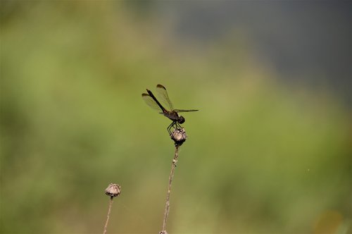 Dragonfly,  Pobūdį,  Vabzdžiai,  Pritvirtinti