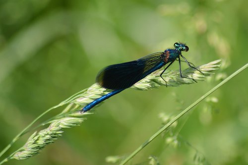 Dragonfly,  Meadow,  Pobūdį,  Gyvūnijos Pasaulyje