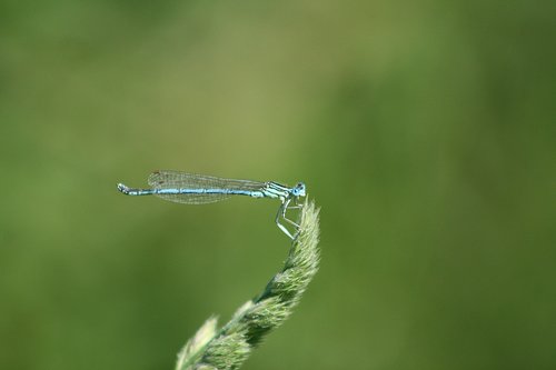 Dragonfly,  Vandens,  Ežeras,  Vabzdys