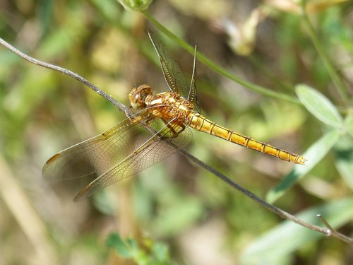 Dragonfly,  Sparnuotas Vabzdžių,  Orthetrum Chrysostigma,  Cancellatum,  Geltonos Laumžirgis,  Parot Iš Xarreteres