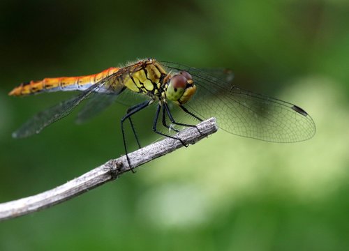 Dragonfly,  Insecta,  Sparnai,  Poilsio,  Augalų,  Skaidrus,  Gamta
