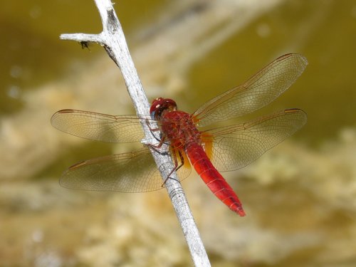 Dragonfly,  Raudona Laumžirgis,  Erythraea Crocothemis,  Tvenkinys,  Upė,  Pelkė,  Stiebas,  Sagnador Scarlet