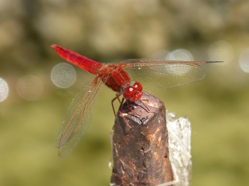 Dragonfly,  Raudona Laumžirgis,  Erythraea Crocothemis,  Tvenkinys,  Plaustas,  Stiebas,  Sagnador Scarlet