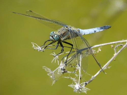 Dragonfly,  Libellula Fulva,  Mėlyna Laumžirgis,  Tvenkinys,  Cabot Bencossat,  Pelkė,  Stiebas