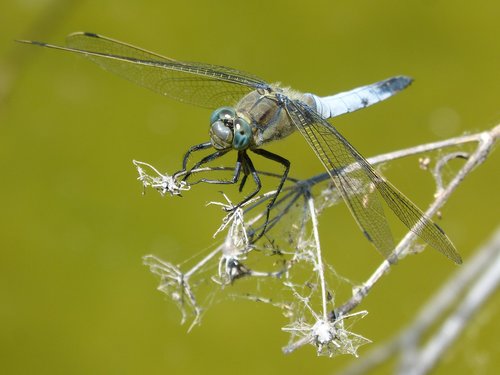 Dragonfly,  Libellula Fulva,  Mėlyna Laumžirgis,  Tvenkinys,  Cabot Bencossat,  Pelkė,  Stiebas