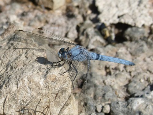 Dragonfly,  Orthetrum Brunneum,  Mėlyna Laumžirgis,  Parot Pruïnos,  Rokas,  Detalė