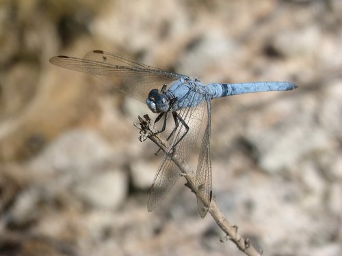 Dragonfly,  Orthetrum Brunneum,  Mėlyna Laumžirgis,  Parot Pruïnos,  Filialas,  Detalė